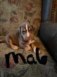 puppies ready to go today located Peterborough