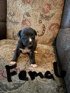 puppies ready to go today located Peterborough - Photo 2