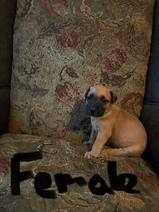puppies ready to go today located Peterborough - Photo 3