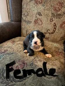 puppies ready to go today located Peterborough - Photo 4
