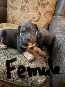 puppies ready to go today located Peterborough - Photo 5