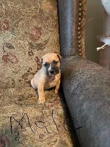 puppies ready to go today located Peterborough - Photo 6