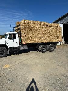 BARLEY STRAW - Photo 2