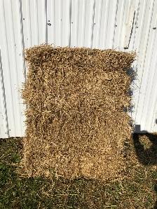 BARLEY STRAW - Photo 3