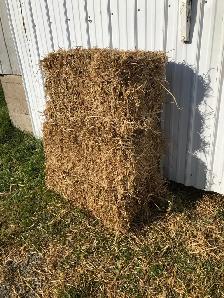 BARLEY STRAW - Photo 4