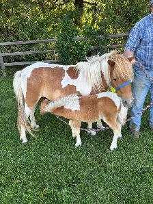 3 year old mare and friendly colt
