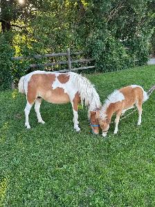 3 year old mare and friendly colt - Photo 2