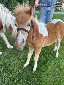 3 year old mare and friendly colt - Photo 3