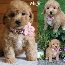 Teddy Bear Toy Aussiedoodles f1bb