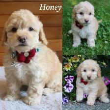 Teddy Bear Toy Aussiedoodles f1bb - Photo 2