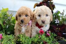 Teddy Bear Toy Aussiedoodles f1bb - Photo 3