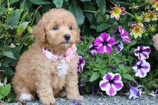 Teddy Bear Toy Aussiedoodles f1bb - Photo 4