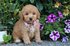 Teddy Bear Toy Aussiedoodles f1bb - Photo 5