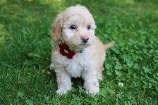 Teddy Bear Toy Aussiedoodles f1bb - Photo 6