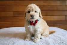 Teddy Bear Toy Aussiedoodles f1bb - Photo 7