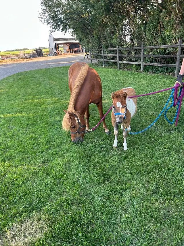 7 year old mare and stud colt