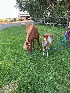 7 year old mare and stud colt
