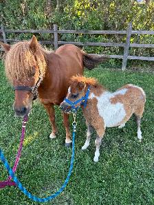 7 year old mare and stud colt - Photo 2