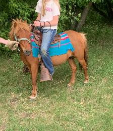 7 year old mare and stud colt - Photo 3