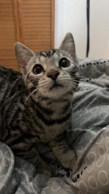 Chat bengal blanc