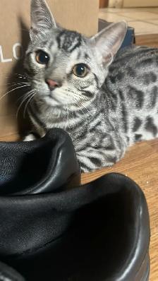 Chat bengal blanc - Photo 2