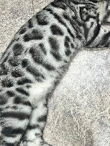 Chat bengal blanc - Photo 3