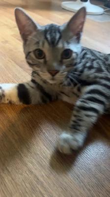 Chat bengal blanc - Photo 4