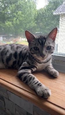 Chat bengal blanc - Photo 5