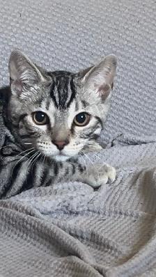 Chat bengal blanc - Photo 6