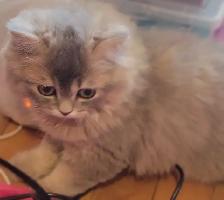 British Longhair Kitten Blue Golden Shell (ay12)