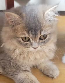 British Longhair Kitten Blue Golden Shell (ay12) - Photo 2