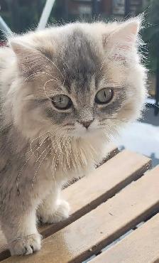 British Longhair Kitten Blue Golden Shell (ay12) - Photo 3