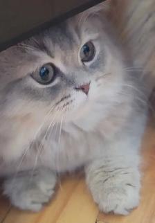 British Longhair Kitten Blue Golden Shell (ay12) - Photo 4