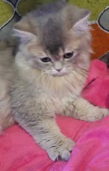 British Longhair Kitten Blue Golden Shell (ay12) - Photo 5