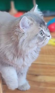 British Longhair Kitten Blue Golden Shell (ay12) - Photo 6