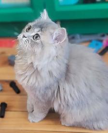 British Longhair Kitten Blue Golden Shell (ay12) - Photo 7