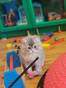 British Longhair Kitten Blue Golden Shell (ay12) - Photo 9