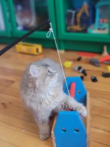 British Longhair Kitten Blue Golden Shell (ay12) - Photo 10
