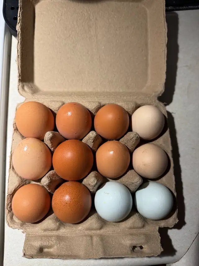 fresh eggs