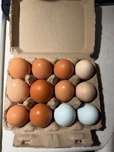 fresh eggs