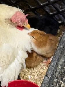 fresh eggs - Photo 2
