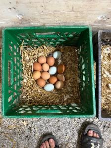 fresh eggs - Photo 3