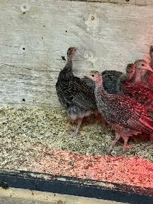 fresh eggs - Photo 4