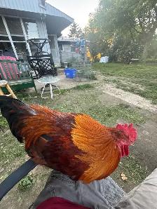 fresh eggs - Photo 6