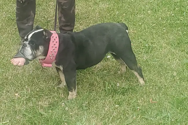 Mini English Bulldog looking for a new home