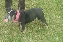 Mini English Bulldog looking for a new home