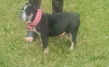 Mini English Bulldog looking for a new home - Photo 2