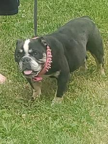 Mini English Bulldog looking for a new home - Photo 3