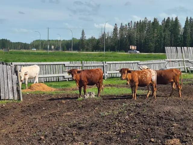 Longhorn Heifers
