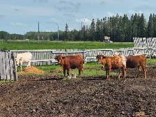 Longhorn Heifers